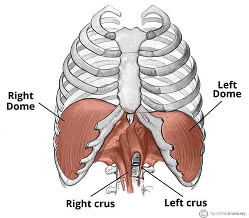 Structure-of-the-Diaphragm